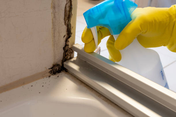 Best Basement Mold Remediation in Cameron, MO