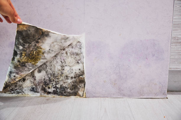 Best Health and Safety Mold Remediation in Cameron, MO